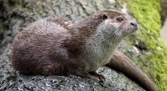 otter live notes